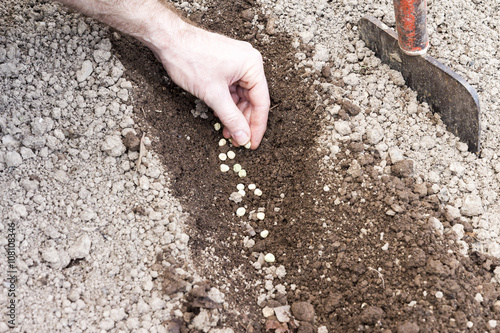 Photos man who sowed in the ground hoed