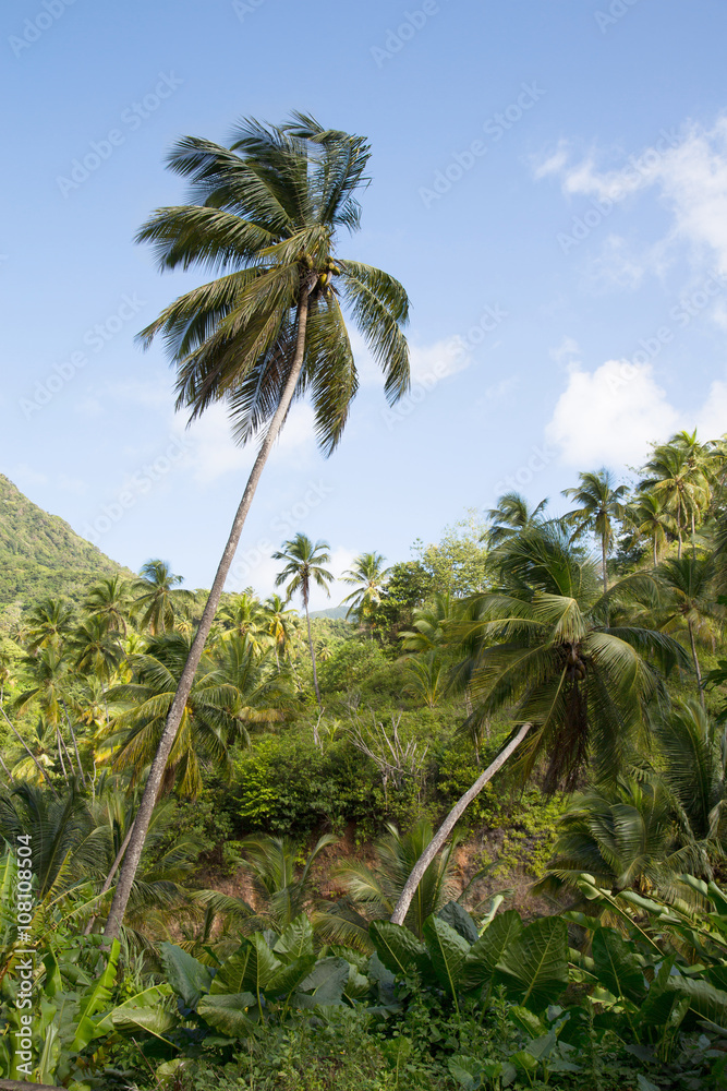 Palmen auf der Insel Dominika auf den kleinen Antillen in der Karibik