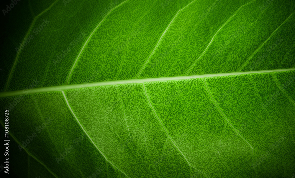 close up green leaf texture