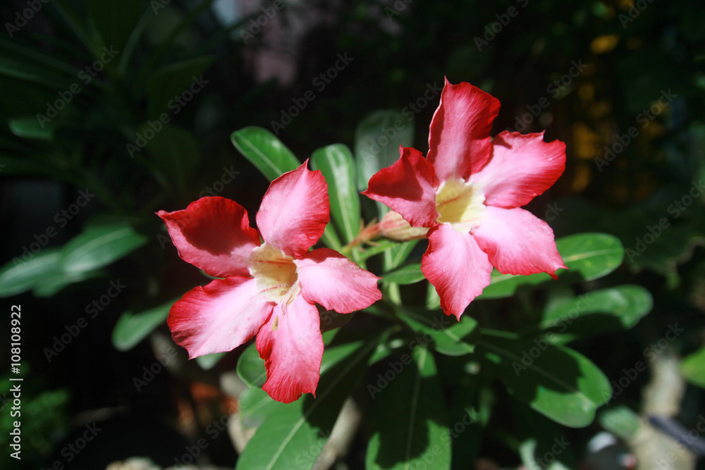 Desert Rose, Impala Lily, Mock Azalea is the name of plants with beautiful colorful flowers Desert Rose, Impala Lily, Mock Azalea is the name of plants with beautiful colorful flowers