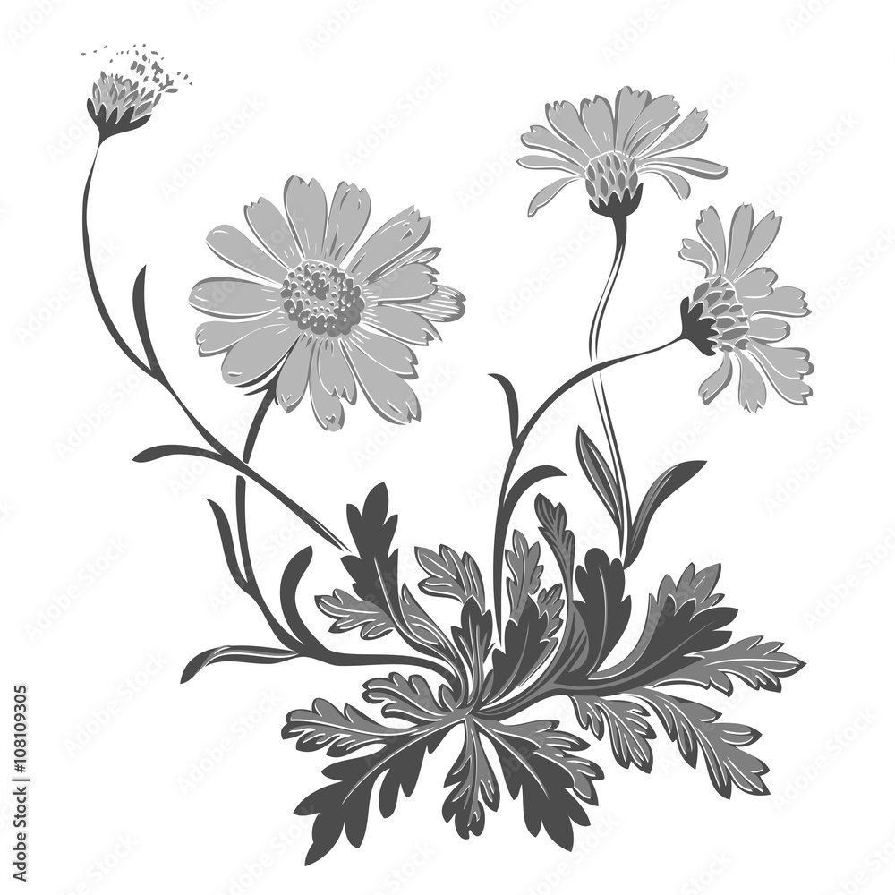 Hand drawn Dandelion flowers isolated on white background vector