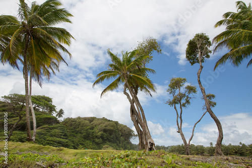 Palmen auf der Insel Dominika auf den kleinen Antillen in der Karibik © Jeanette Dietl