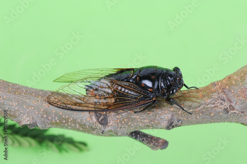 Cicada isolated on Green background photo