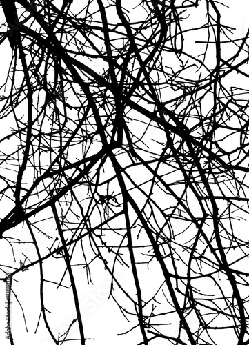 Branch silhouette on a white background.