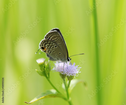 Common Blue (Polyommatus icarus) butterfly in natural habitat