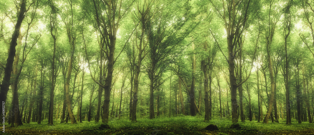 Fototapeta premium forest trees.