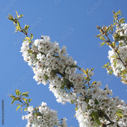 rami di Ciliegio in fiore in primavera