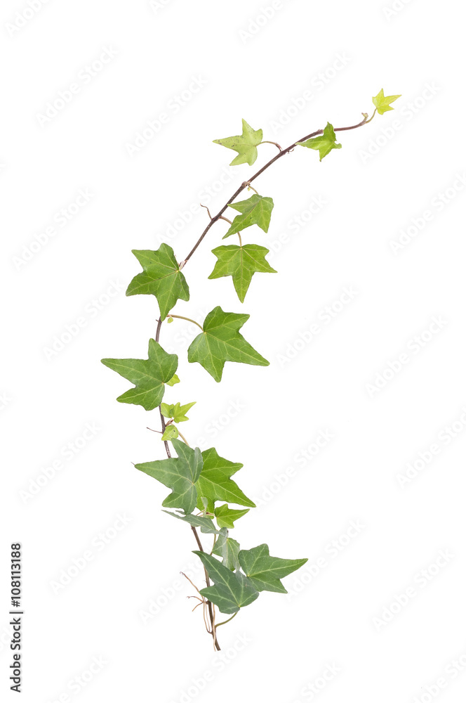 ivy leaves isolated on a white background ivy leaves isolated on a white background