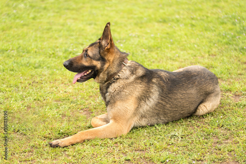 German shepherd dog