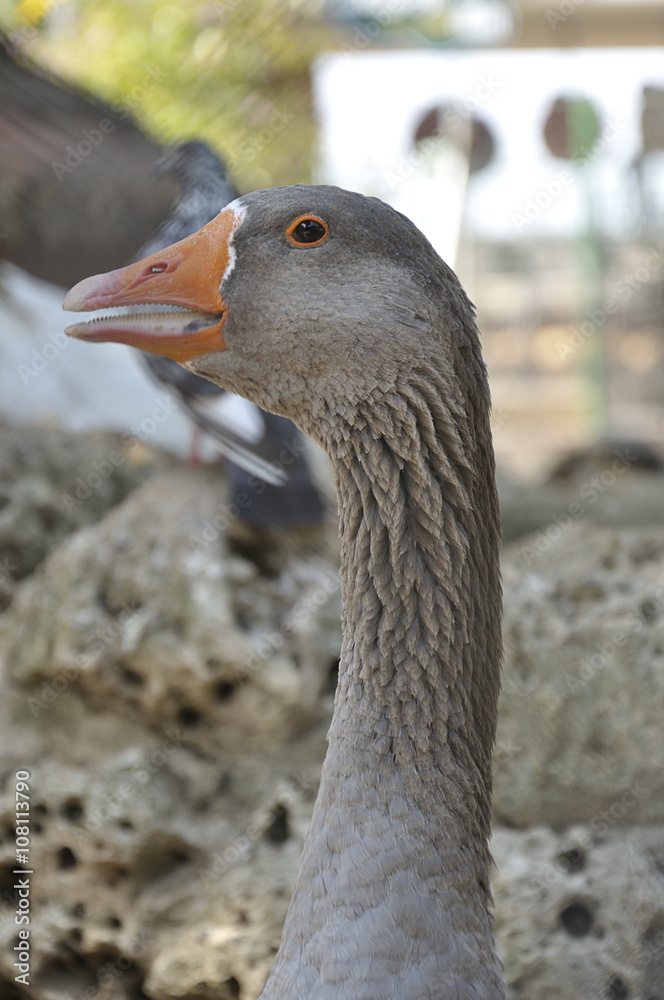 Detail of the head of a greylag goose (Anser anser) Detail of the head of a greylag goose (Anser anser)