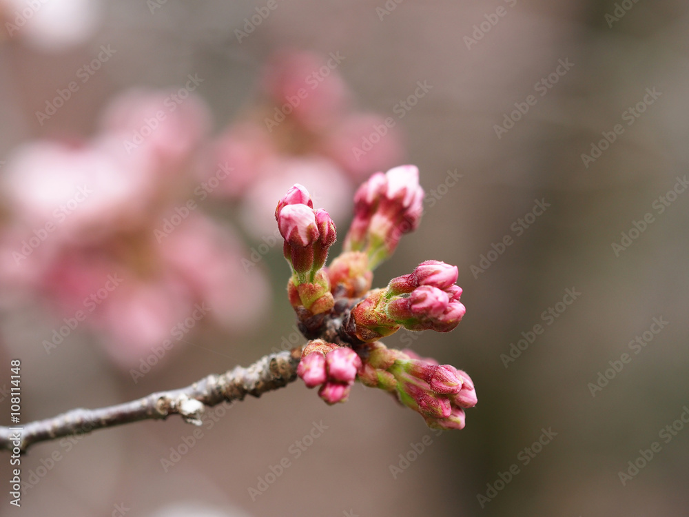 Sakura. Cherry Blossom in Springtime. Beautiful Pink Flowers
Sakura. Cherry Blossom in Springtime. Beautiful Pink Flowers