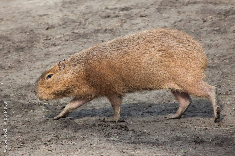 Capybara (Hydrochoerus hydrochaeris). Capybara (Hydrochoerus hydrochaeris).