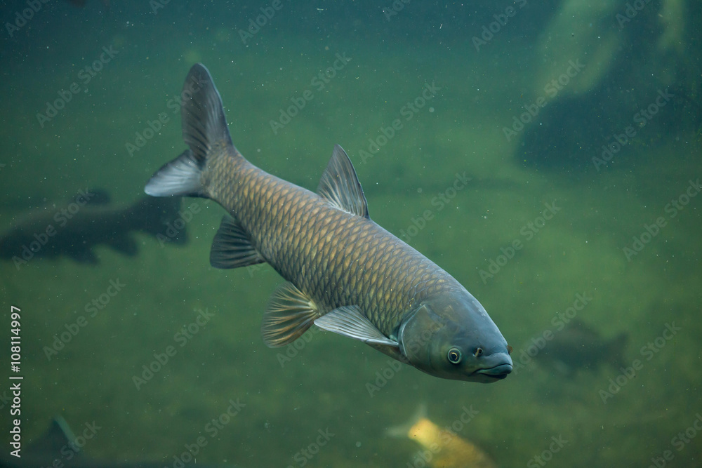 Grass carp (Ctenopharyngodon idella).