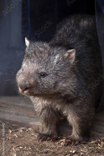 Common wombat (Vombatus ursinus).