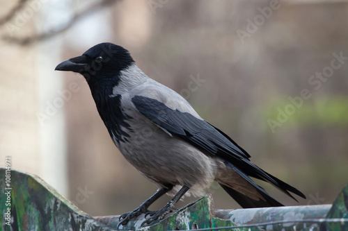 Hooded crow (Corvus cornix).