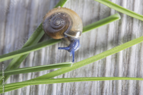 blue slug on wooden Underground with green grass photo