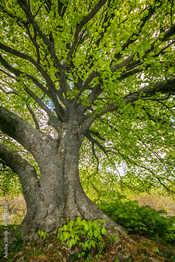 Obraz premium faggio (Fagus sylvatica L.)