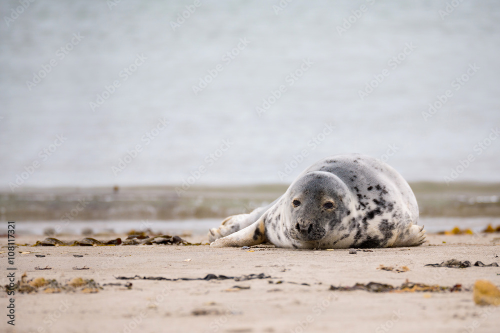 Fototapeta premium Young baby atlantic Grey Seal