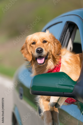 Fototapeta Naklejka Na Ścianę i Meble -  Golden Retriever Looking Out Of Car Window