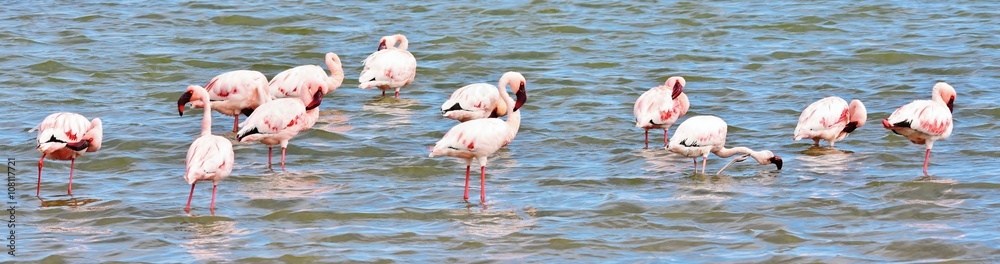 Lesser Flamingos feeding early in the morning