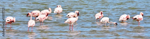 Lesser Flamingos feeding early in the morning