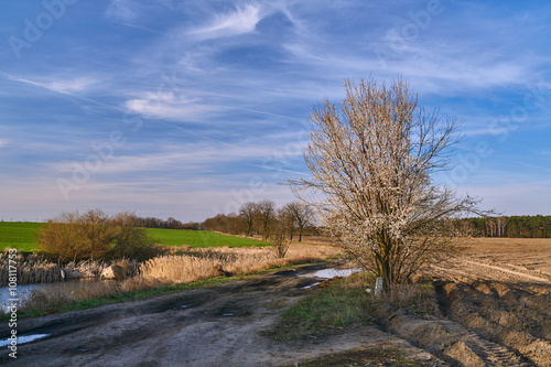 Village landscape with white flowers on a tree in the spring in Poland.