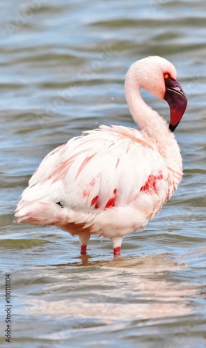 Lesser Flamingo feeding early in the morning