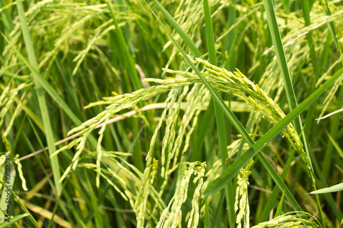 ear of paddy in rice field 