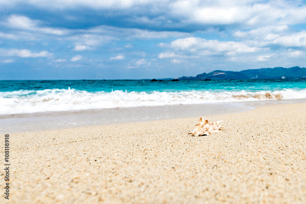 Obraz premium Shellfish, shells, beach, sea, landscape. Okinawa, Japan, Asia.