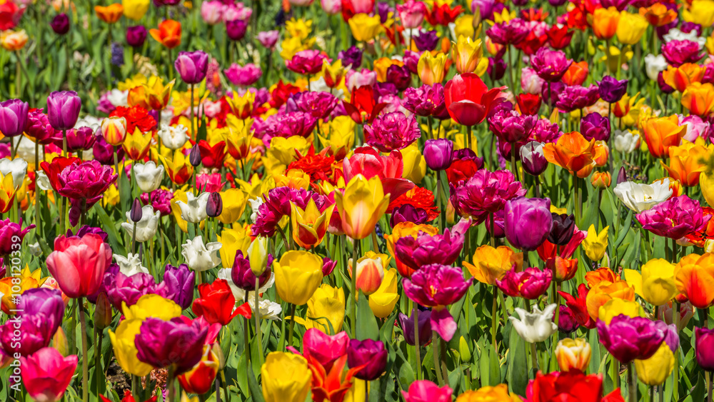 Beautiful tulips in the spring. Bright colors of natural flowers Beautiful tulips in the spring. Bright colors of natural flowers