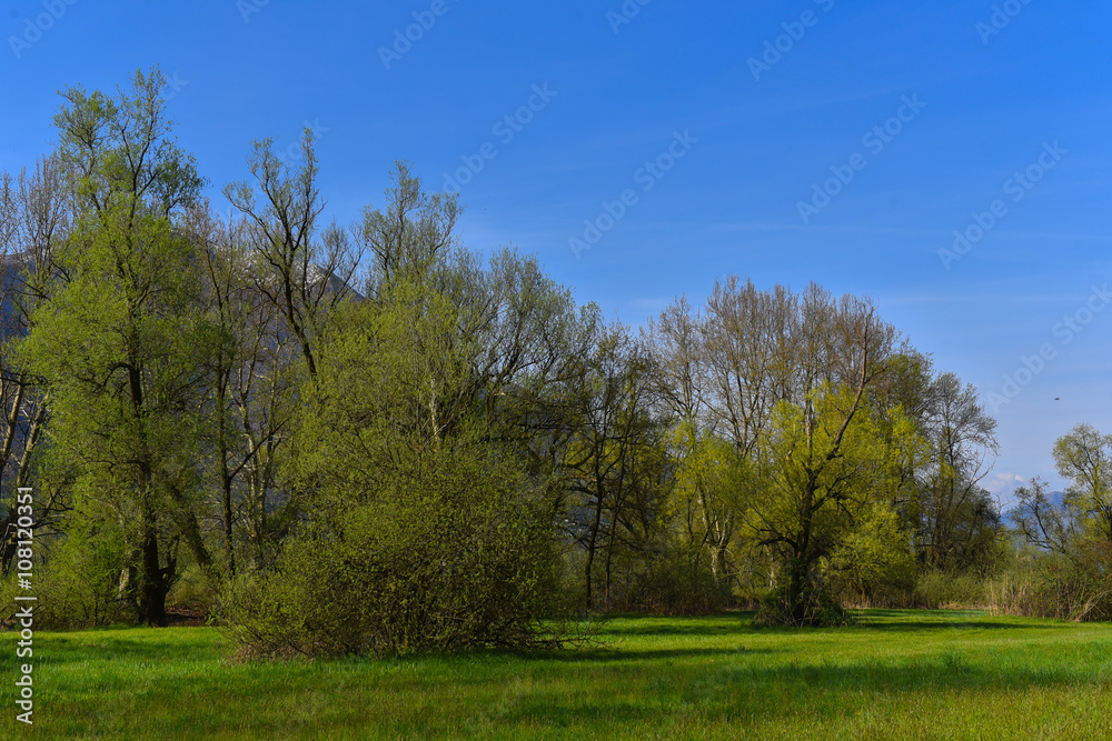 Prato in primavera con vista alberi
