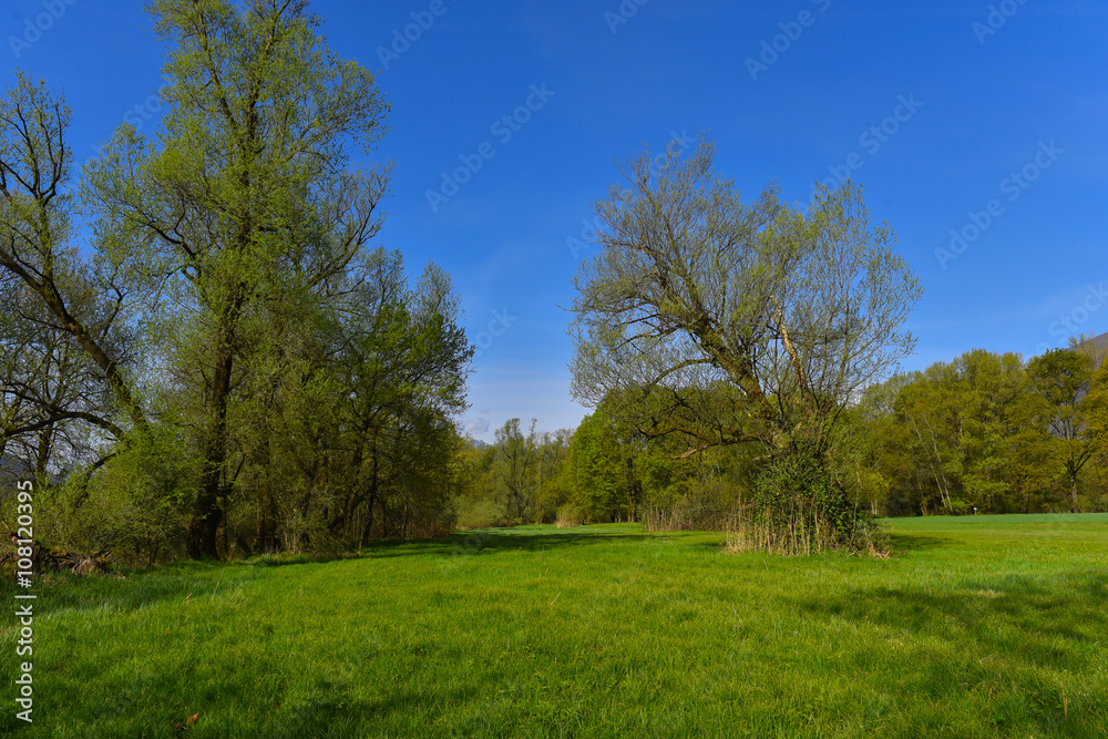 Prato in primavera con vista alberi