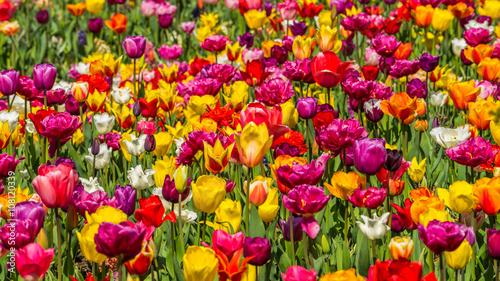 Fototapeta Naklejka Na Ścianę i Meble -  Beautiful tulips in the spring. Bright colors of natural flowers