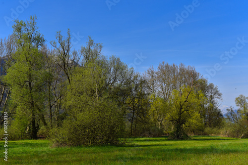 Prato in primavera con vista alberi © fotonaturali