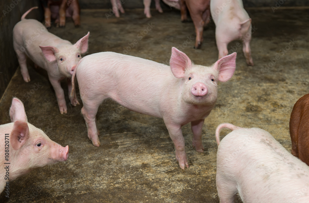 piglets at farm piglets at farm