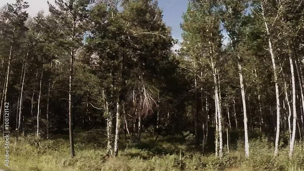 Wooded Area Consisting of a Thin Young Trees and Bushes Wooded Area Consisting of a Thin Young Trees and Bushes