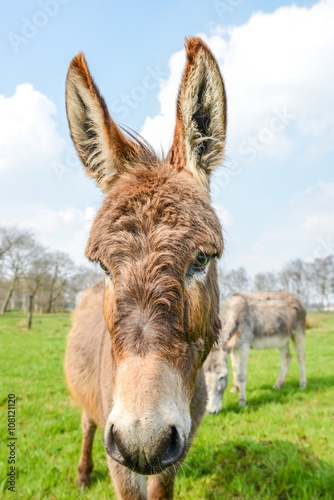 brown donkey looking at you