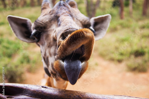 Giraffes in the AFEW Giraffe Centre, Nairobi, Kenya photo