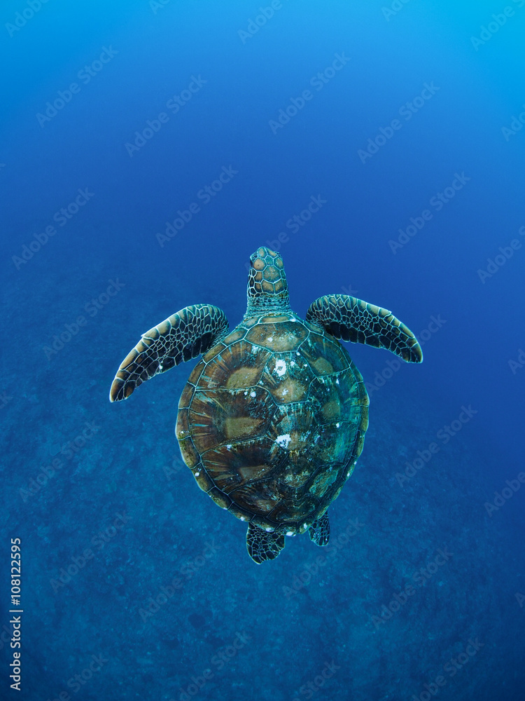 ウミガメ ウミガメ