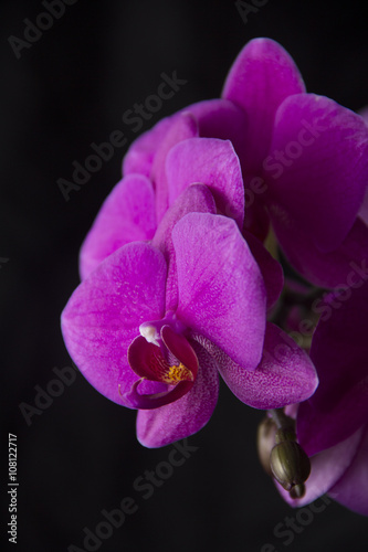 orchids on black background
