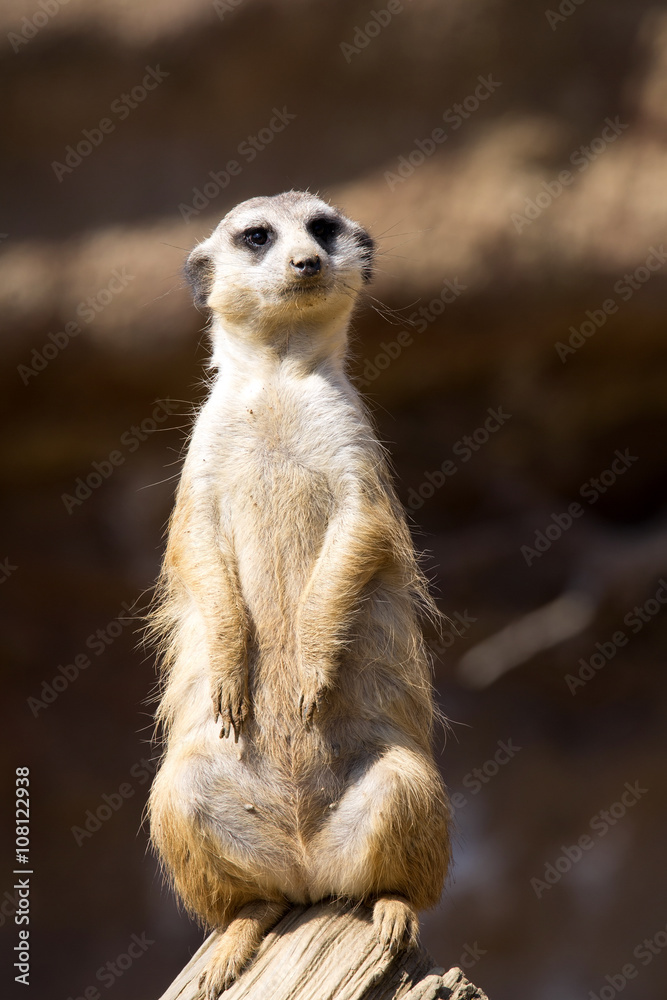 Fototapeta premium Meerkat, Suricata suricatta, female guard