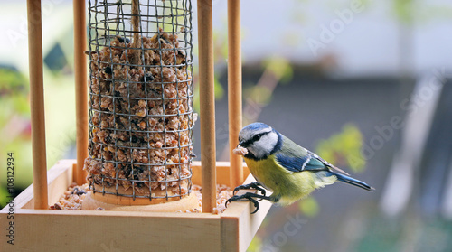 mésange charbonnière sur une mangeoire