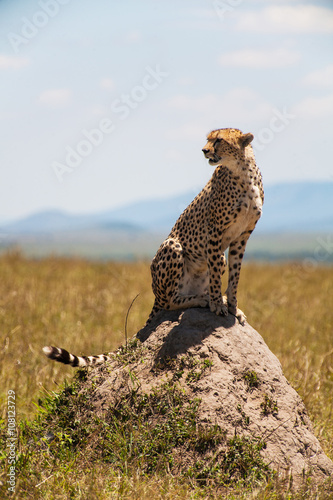 Cheetah in the middle of the savannah, Kenya, Africa © SB