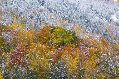 freshly fallen snow on fall foliage