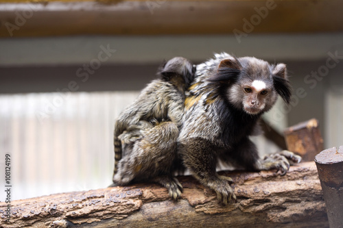 Fototapeta Naklejka Na Ścianę i Meble -  Rare Black-tufted marmoset Callithrix penicillata, female with young