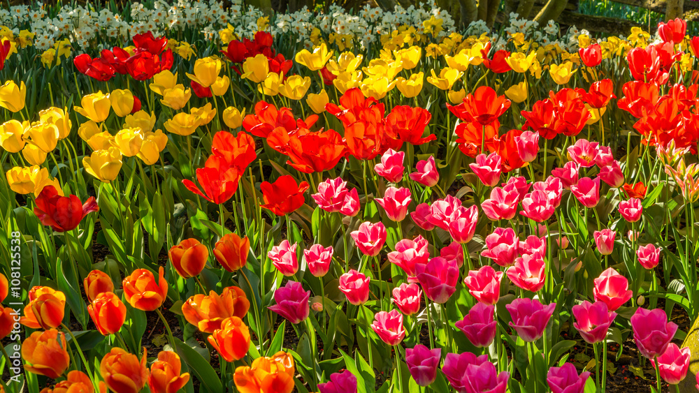 Beautiful tulips in the spring. Variety of spring flowers blooming in beautiful garden. Landscape design - the flower beds of tulips.
Beautiful tulips in the spring. Variety of spring flowers blooming in beautiful garden. Landscape design - the flower beds of tulips.