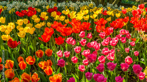 Fototapeta Naklejka Na Ścianę i Meble -  Beautiful tulips in the spring. Variety of spring flowers blooming in beautiful garden. Landscape design - the flower beds of tulips.
