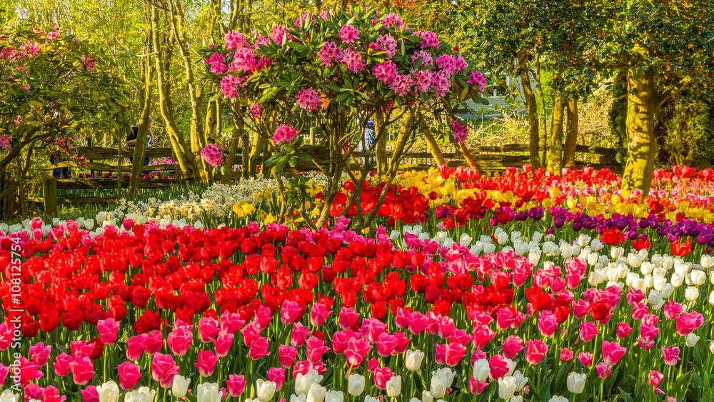 Beautiful tulips in the spring. Variety of spring flowers blooming in beautiful garden. Landscape design - the flower beds of tulips.
Beautiful tulips in the spring. Variety of spring flowers blooming in beautiful garden. Landscape design - the flower beds of tulips.