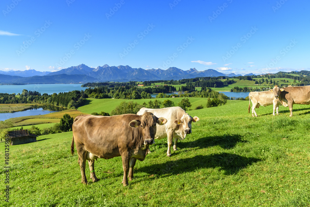 grasende Kuhherde vor dem Panorama der Allgäuer Alpen