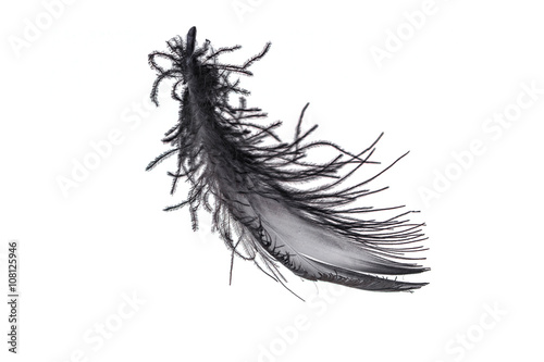 black swan feather